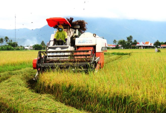 Giá nông sản 25/8: Củ sen vào mùa được giá, cao su tăng giảm trái chiều- Ảnh 4.