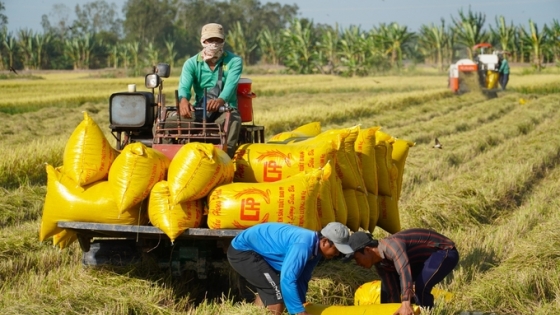 Indonesia mời thầu gạo số lượng lớn, cơ hội cho doanh nghiệp Việt- Ảnh 1.