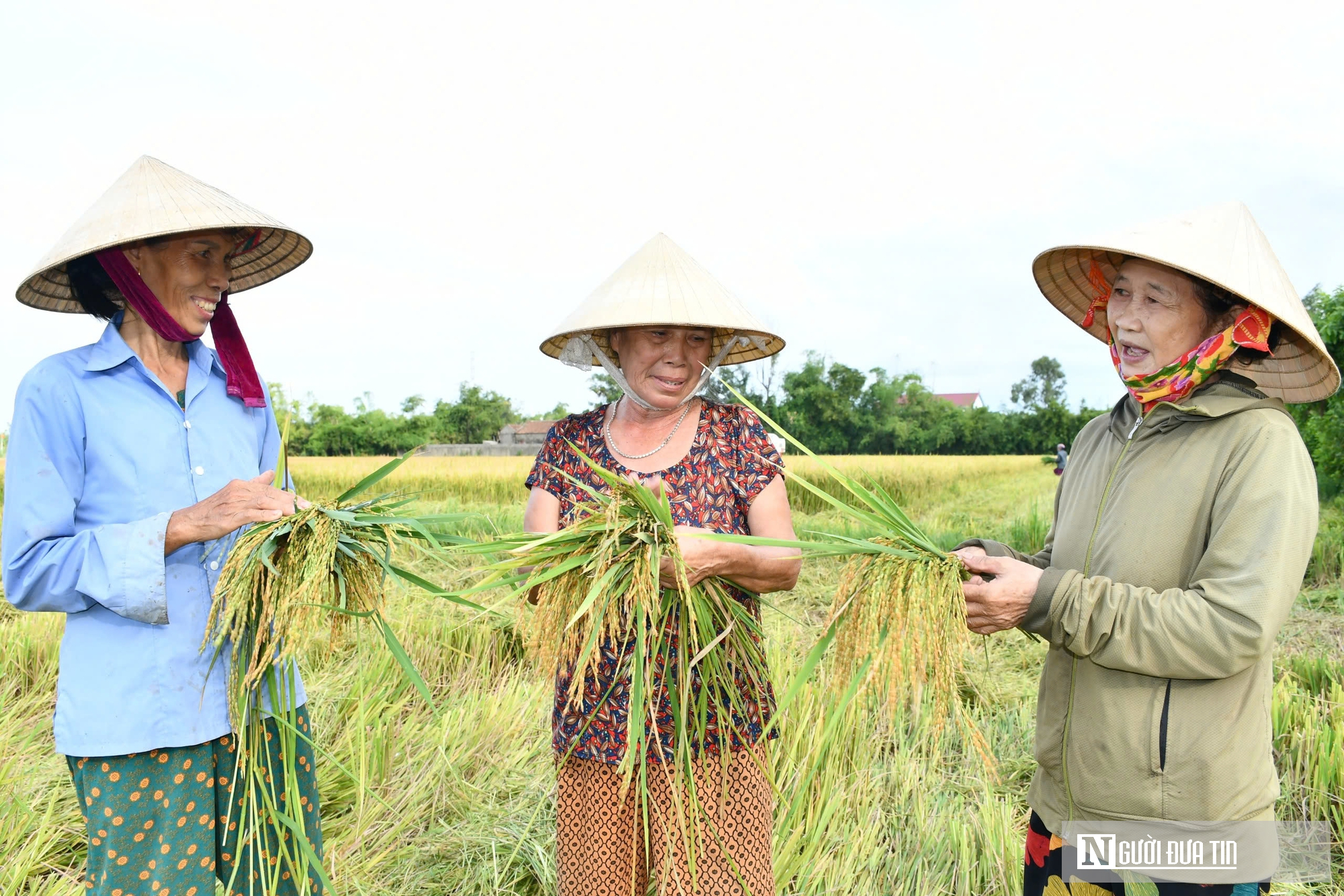 Lúa được mùa được giá nông dân phấn khởi vì có nơi thu lãi 35 triệu/ha- Ảnh 3.