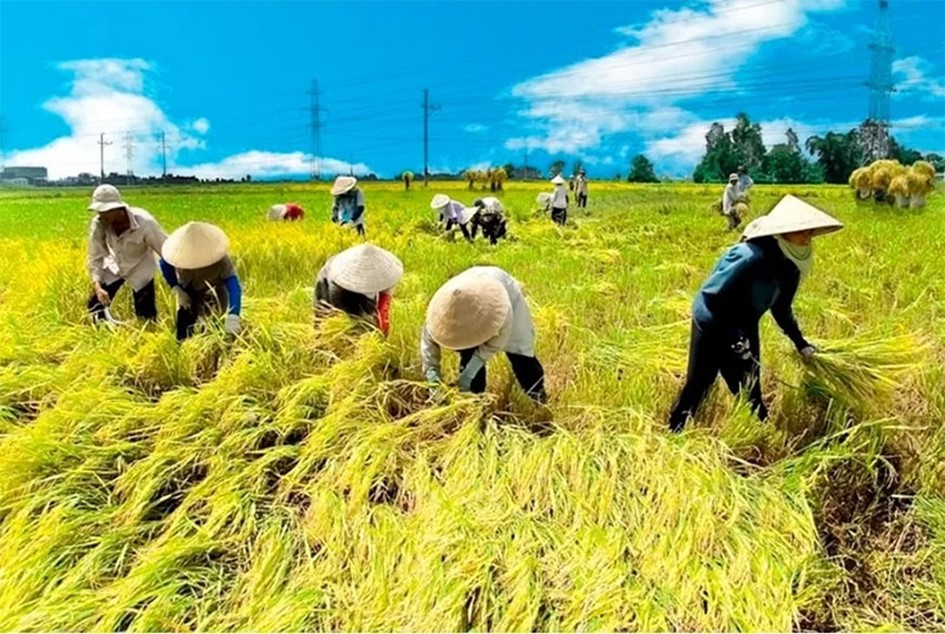 Giá nông sản 26/8: Cà phê Robusta đạt mức cao kỷ lục, hồ tiêu duy trì ổn định- Ảnh 4.