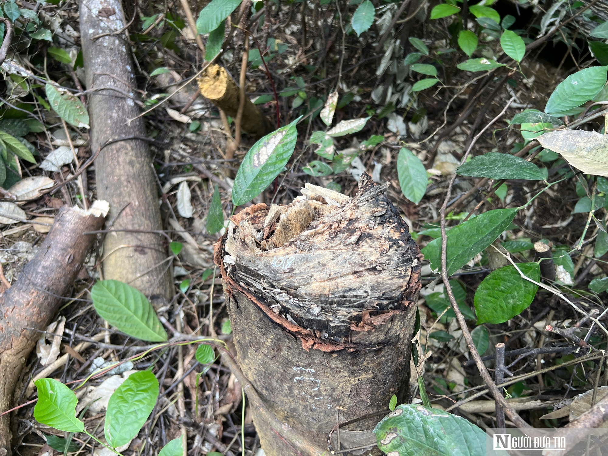 Vụ rừng tự nhiên cạnh mỏ đá Công ty Thiên Mã bị kẻ xấu chặt hạ: Cơ quan chức năng vào cuộc- Ảnh 5.