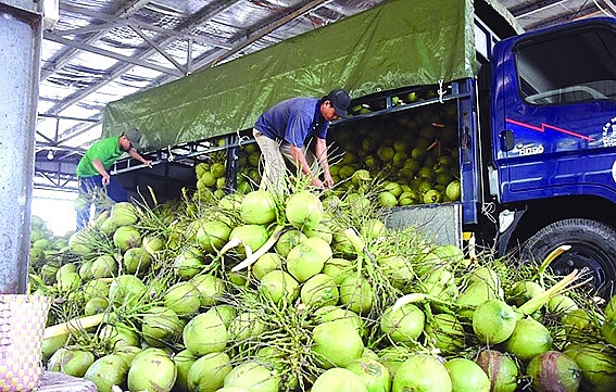 Kim ngạch xuất khẩu dừa có thể vượt mốc 1 tỷ USD trong năm nay- Ảnh 1.