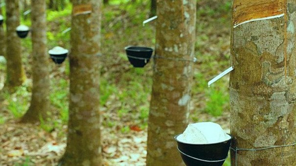 Giá nông sản 28/8: Sầu Thái neo cao, cà phê Robusta tăng phi mã- Ảnh 4.