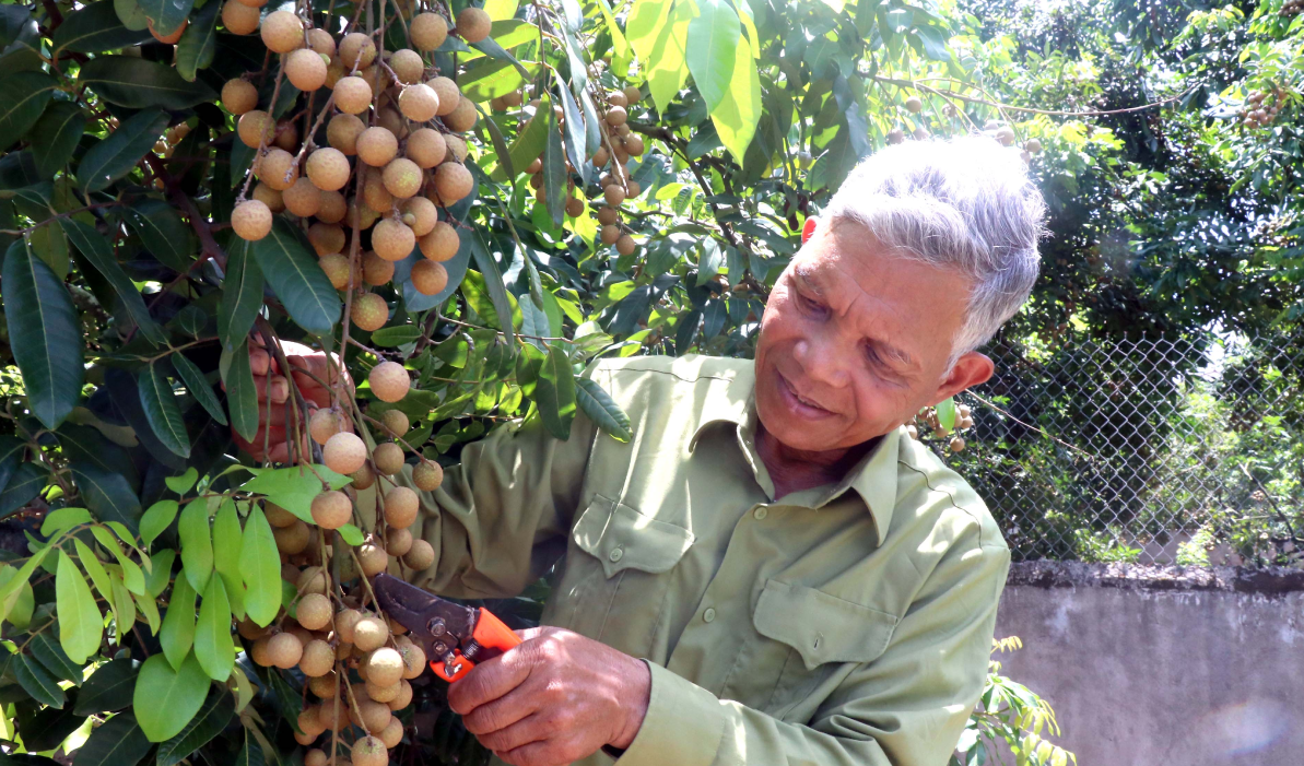 Giá nông sản 29/8: Nhãn hữu cơ giá cao, hồ tiêu duy trì ổn định- Ảnh 5.