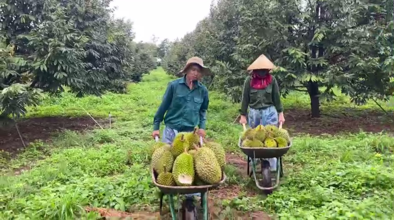 Người đàn ông “gàn” bỏ phố lên rừng trồng sầu riêng, thu chục tỷ đồng mỗi năm- Ảnh 2.