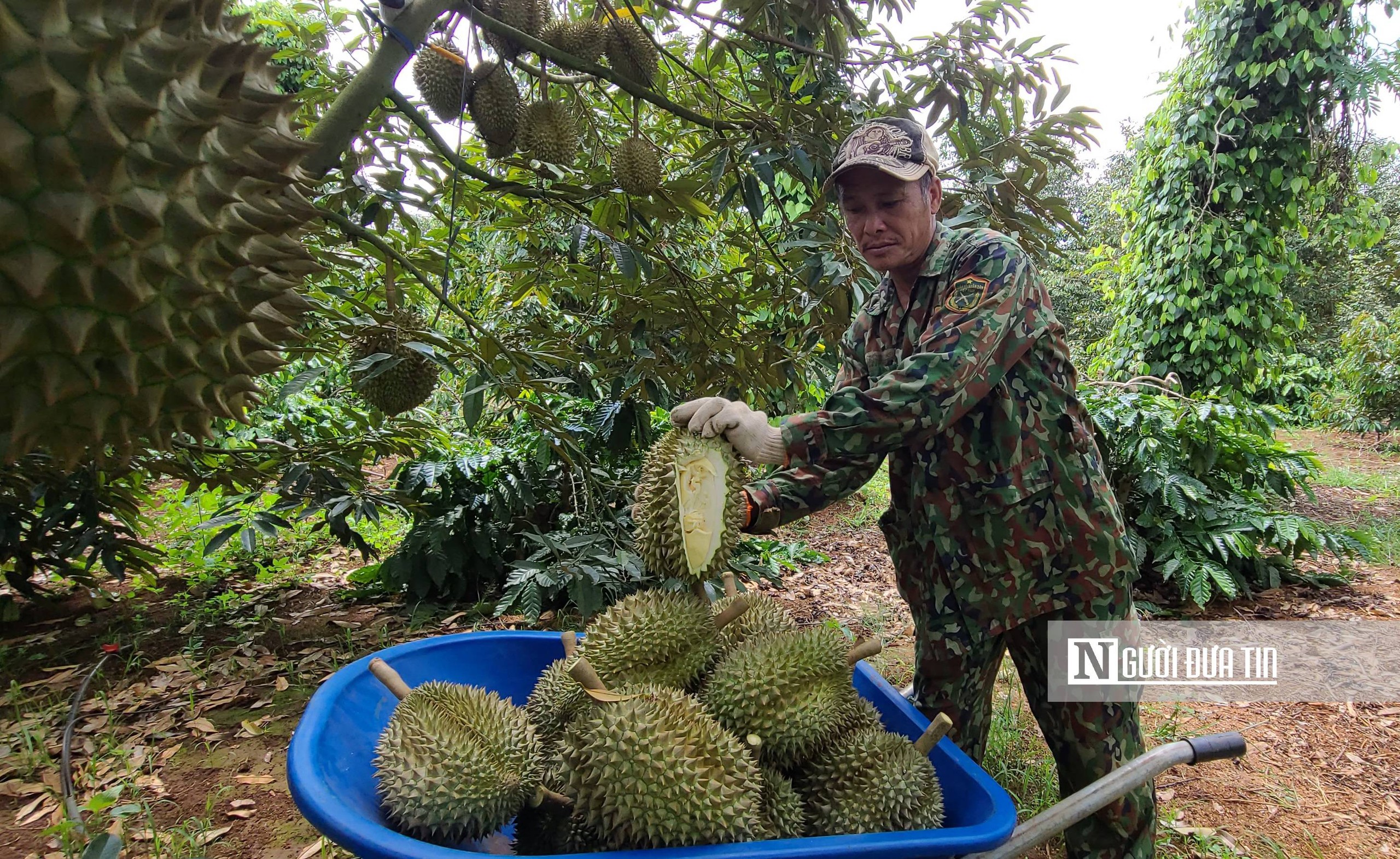 Đắk Lắk: Giá sầu riêng “hạ nhiệt” khi vào mùa thu hoạch chính- Ảnh 3.