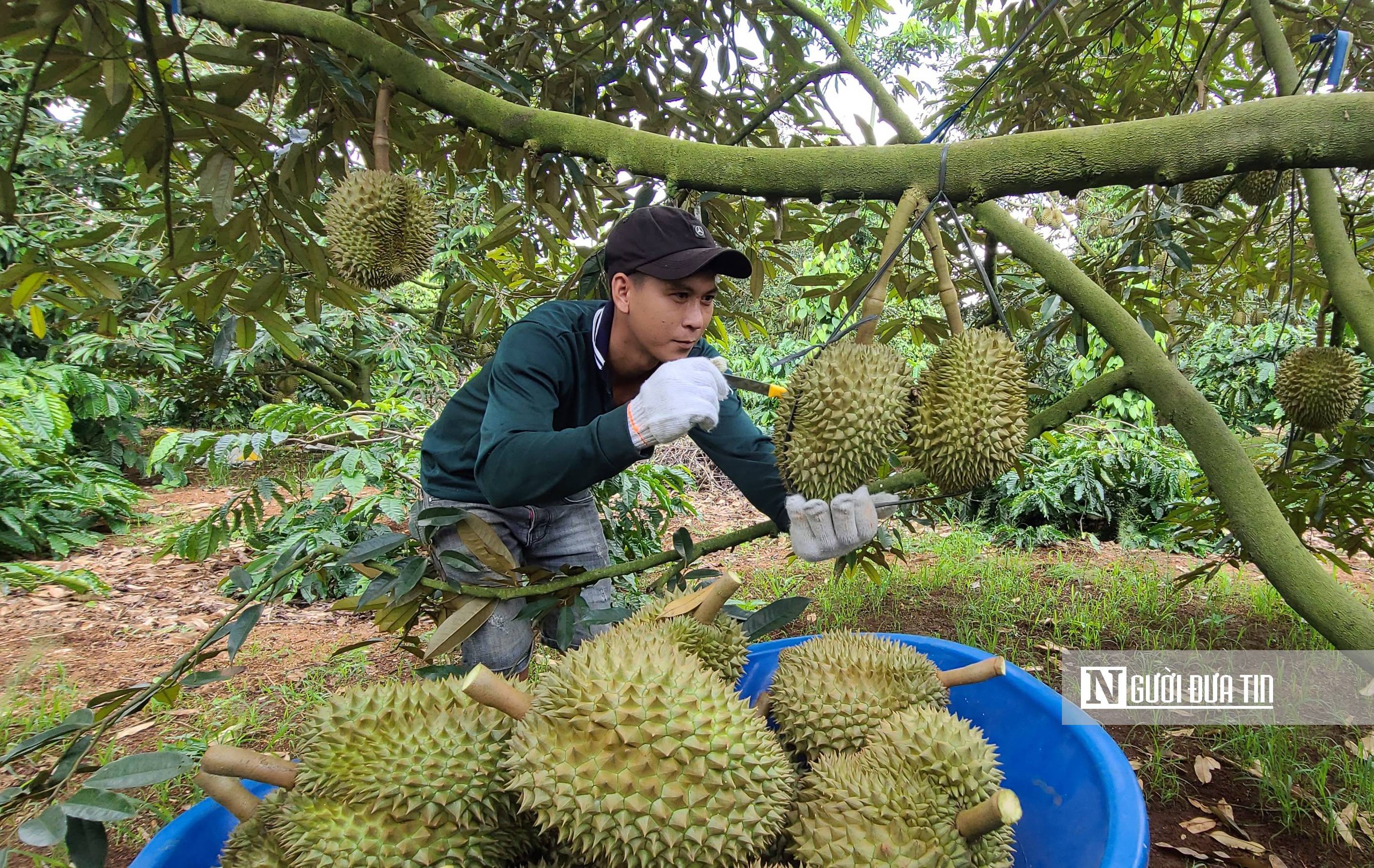 Đắk Lắk: Giá sầu riêng “hạ nhiệt” khi vào mùa thu hoạch chính- Ảnh 8.