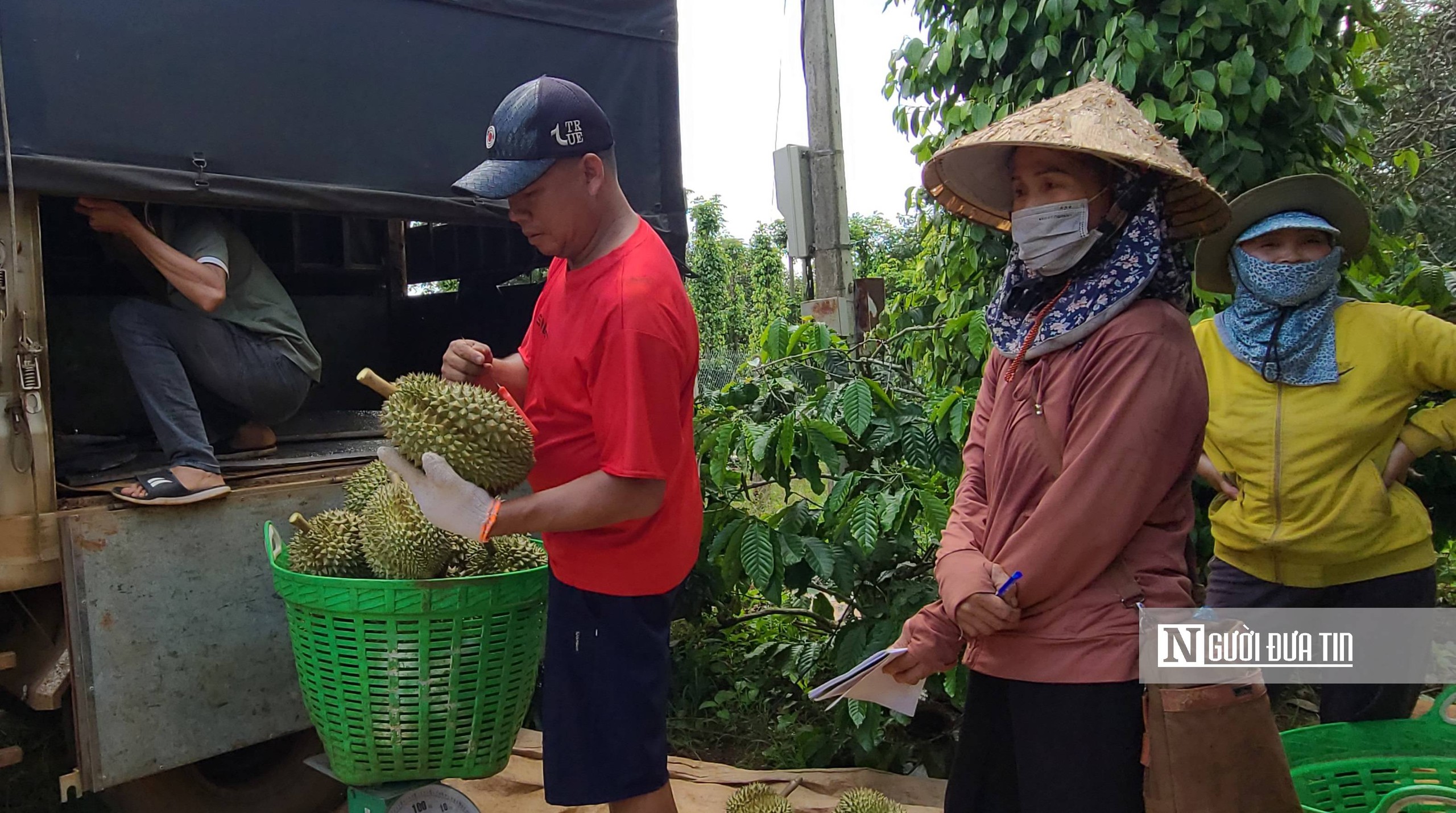 Đắk Lắk: Giá sầu riêng “hạ nhiệt” khi vào mùa thu hoạch chính- Ảnh 9.