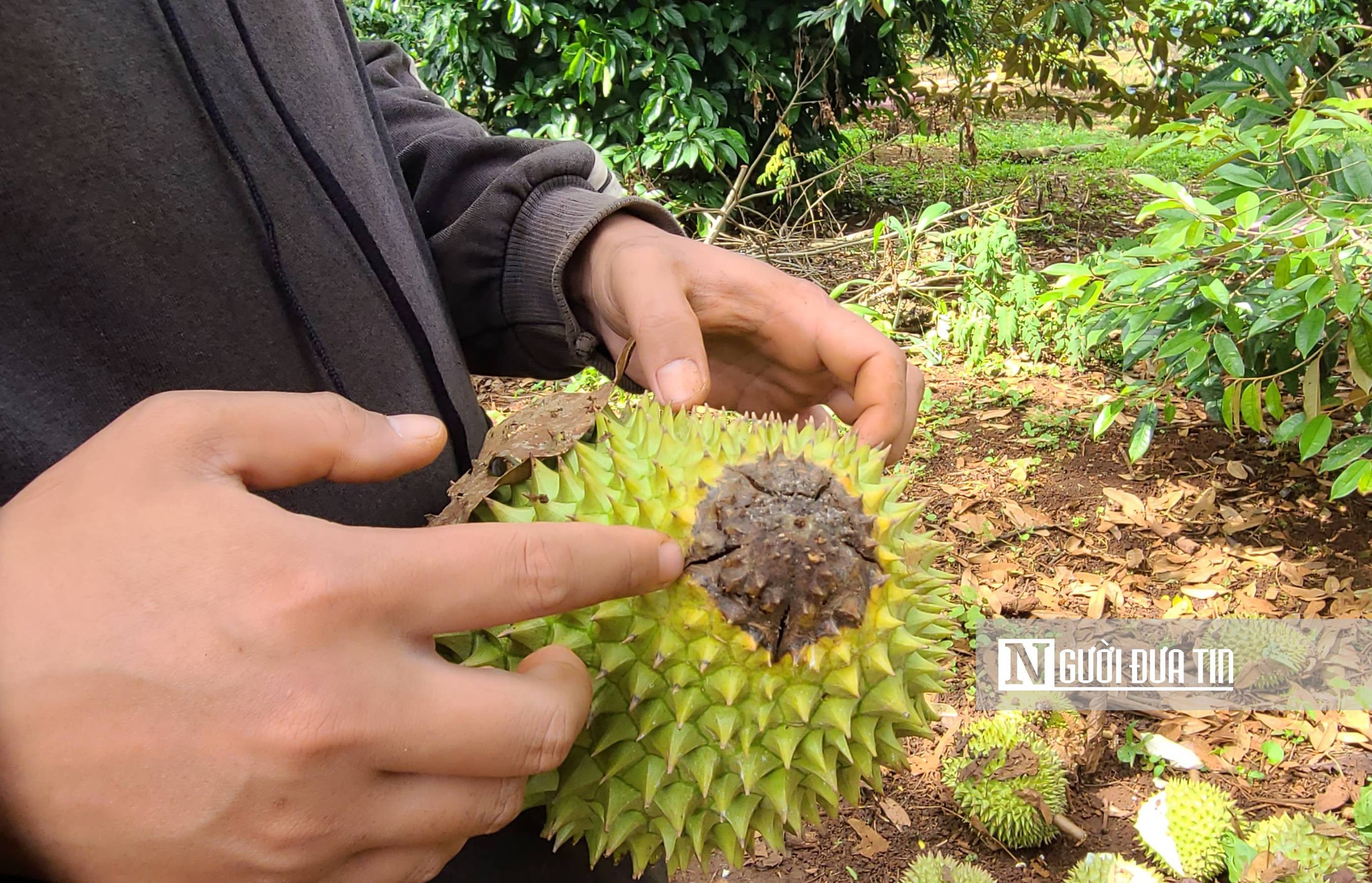 Đắk Lắk: Giá sầu riêng “hạ nhiệt” khi vào mùa thu hoạch chính- Ảnh 6.