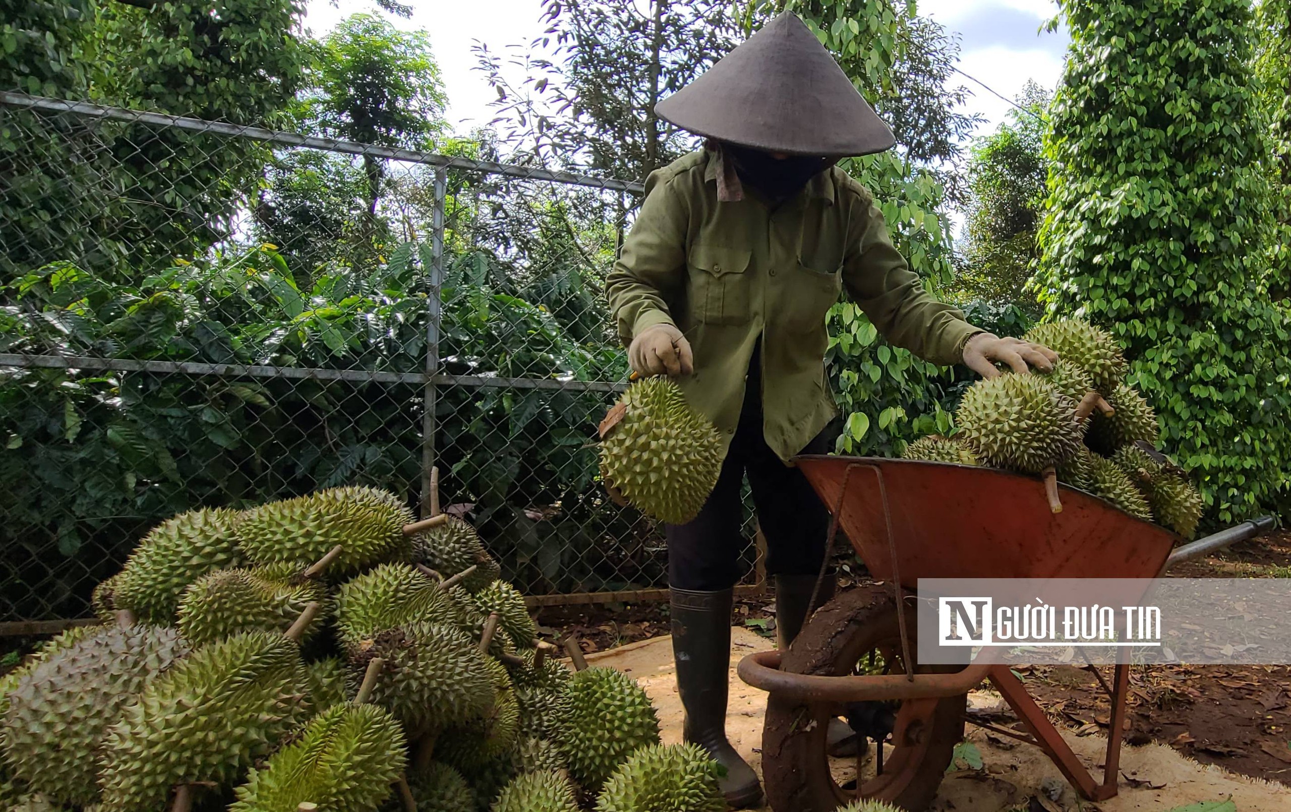 Đắk Lắk: Giá sầu riêng “hạ nhiệt” khi vào mùa thu hoạch chính- Ảnh 1.