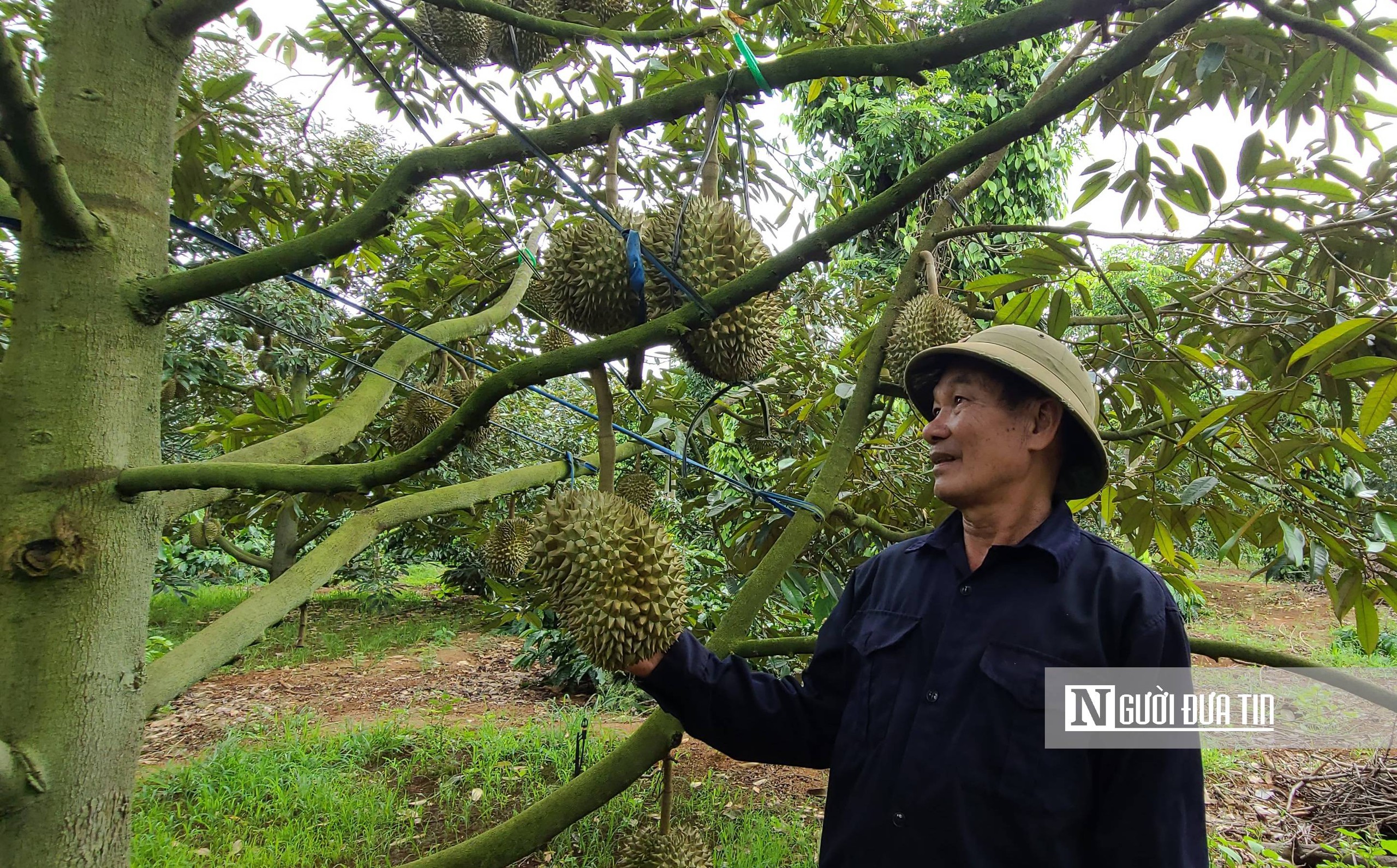 Đắk Lắk: Giá sầu riêng “hạ nhiệt” khi vào mùa thu hoạch chính- Ảnh 4.