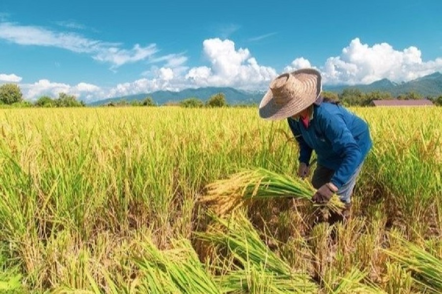 Giá nông sản 31/8: Sầu riêng neo cao, hồ tiêu duy trì ổn định- Ảnh 4.