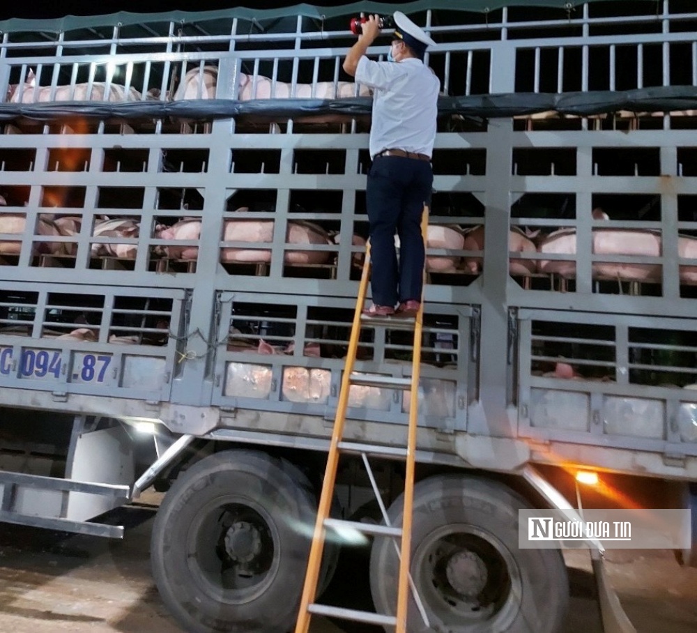 Lực lượng chức năng tỉnh Bình Định tăng cường kiểm tra, kiểm soát xe chuyên chở động vật vào địa phận tỉnh này. Ảnh:ND