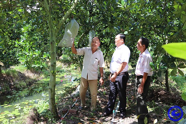 Anh nông dân kiếm mỗi năm 7 tỷ đồng nhờ trồng loại trái siêu to- Ảnh 4.