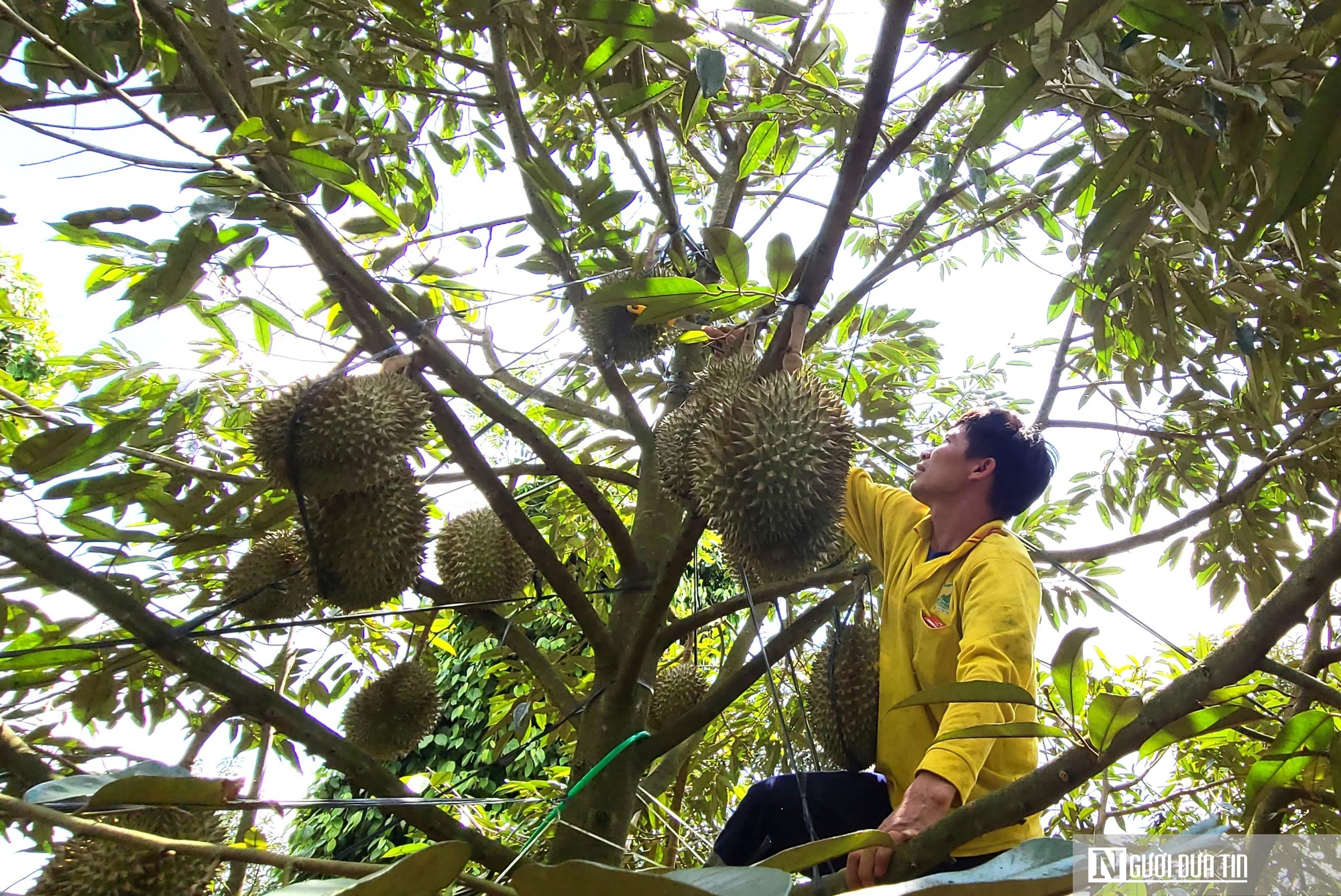 Nông dân chia sẻ bí quyết khắc phục tình trạng sầu riêng bị sượng nước sau mưa- Ảnh 1.