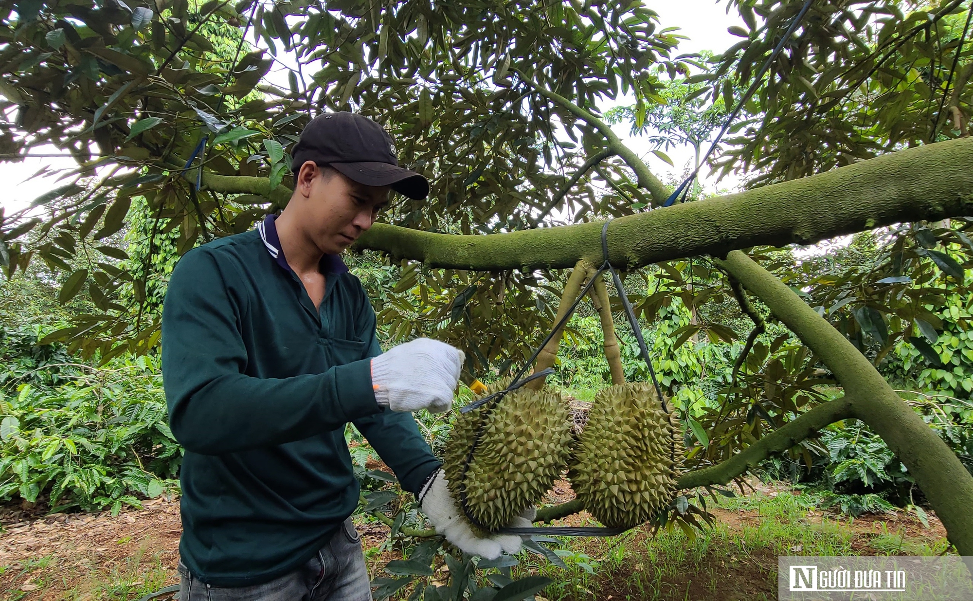 Nông dân chia sẻ bí quyết khắc phục tình trạng sầu riêng bị sượng nước sau mưa- Ảnh 5.