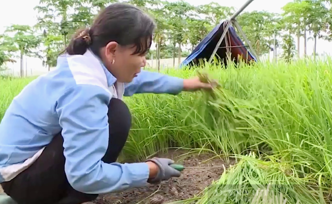 Có mảnh đất làm "kế sinh nhai", đôi vợ chồng bác nông dân trồng cây này kiếm 30 triệu đồng rất nhẹ nhàng- Ảnh 3.