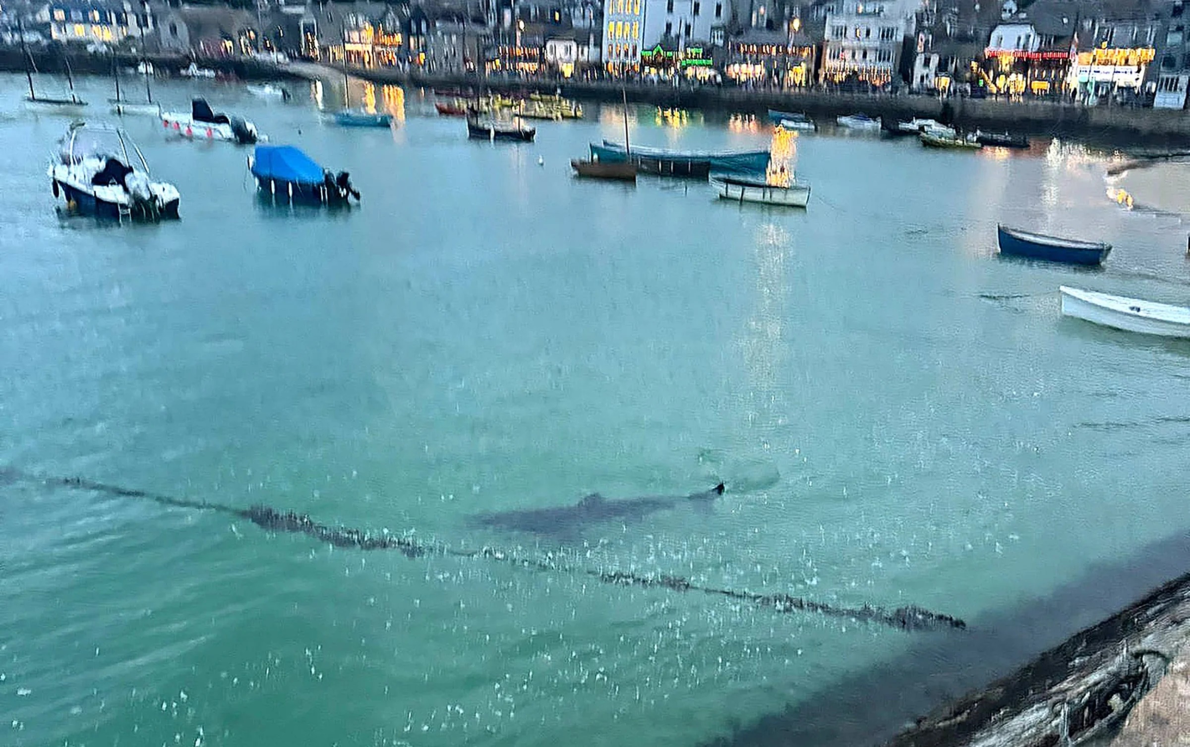 Con cá mập xuất hiện tại cảng St Ives ở Cornwall vào ngày 7/8. (Ảnh: BNPS) Con cá mập xuất hiện tại cảng St Ives ở Cornwall vào ngày 7/8. (Ảnh: BNPS)