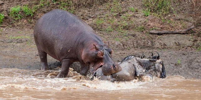 6 loài vật “nguy hiểm bậc nhất hành tinh”, loài số 1 Việt Nam có đầy- Ảnh 5.