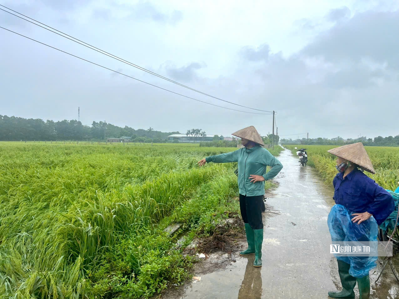 Nông dân Hà Nội trước nỗi lo mất trắng sau bão lũ- Ảnh 1.