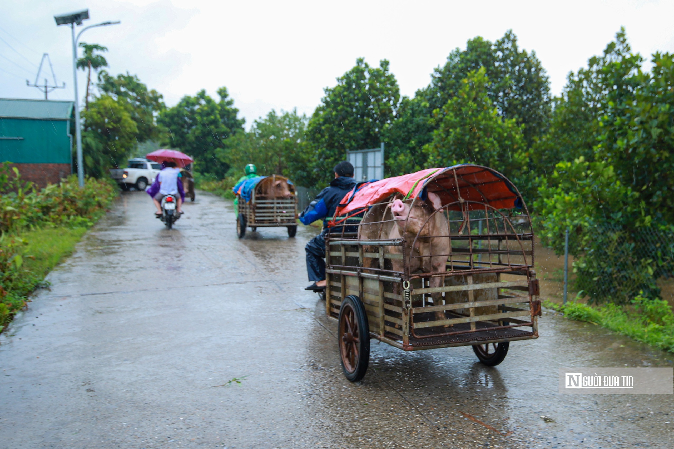 Hỗ trợ người dân vùng ngoại thành Hà Nội di dời tài sản tránh lũ- Ảnh 11.