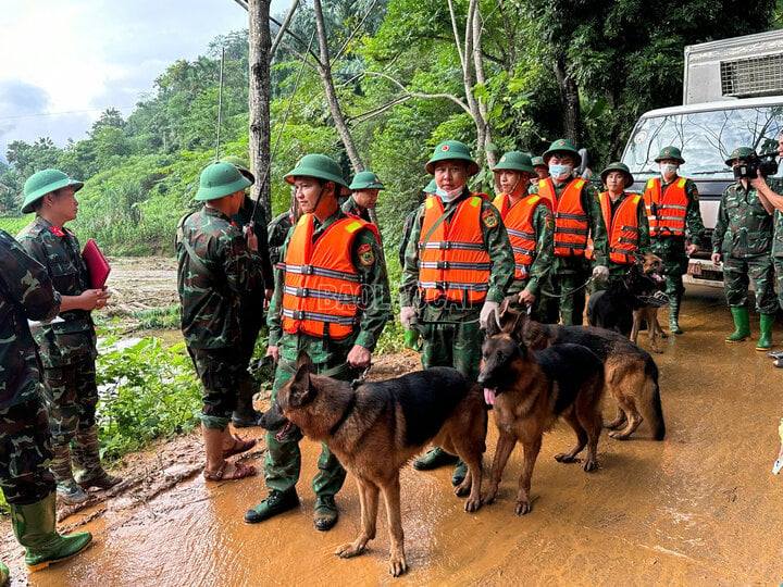 Lào Cai: Chó nghiệp vụ tham gia tìm kiếm các nạn nhân ở Làng Nủ- Ảnh 1.