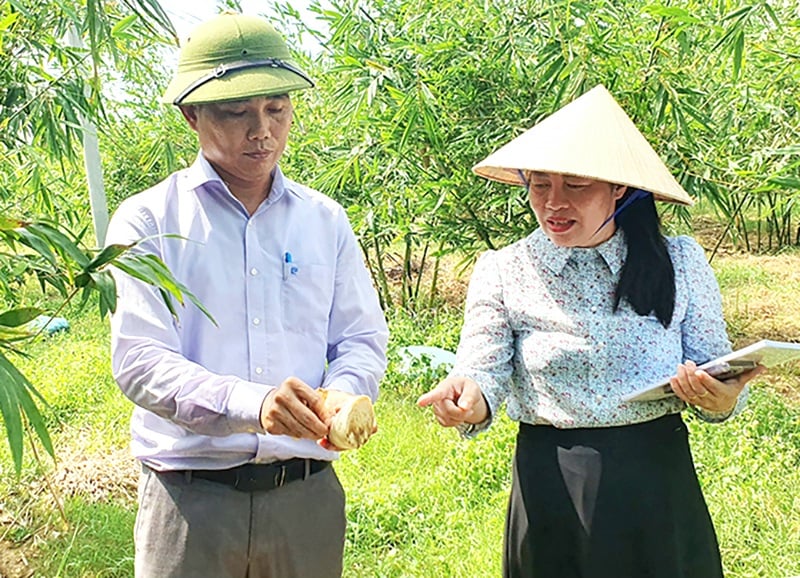 Bí quyết trồng măng hữu cơ bán giá cao, thu hàng trăm triệu đồng/năm- Ảnh 3.