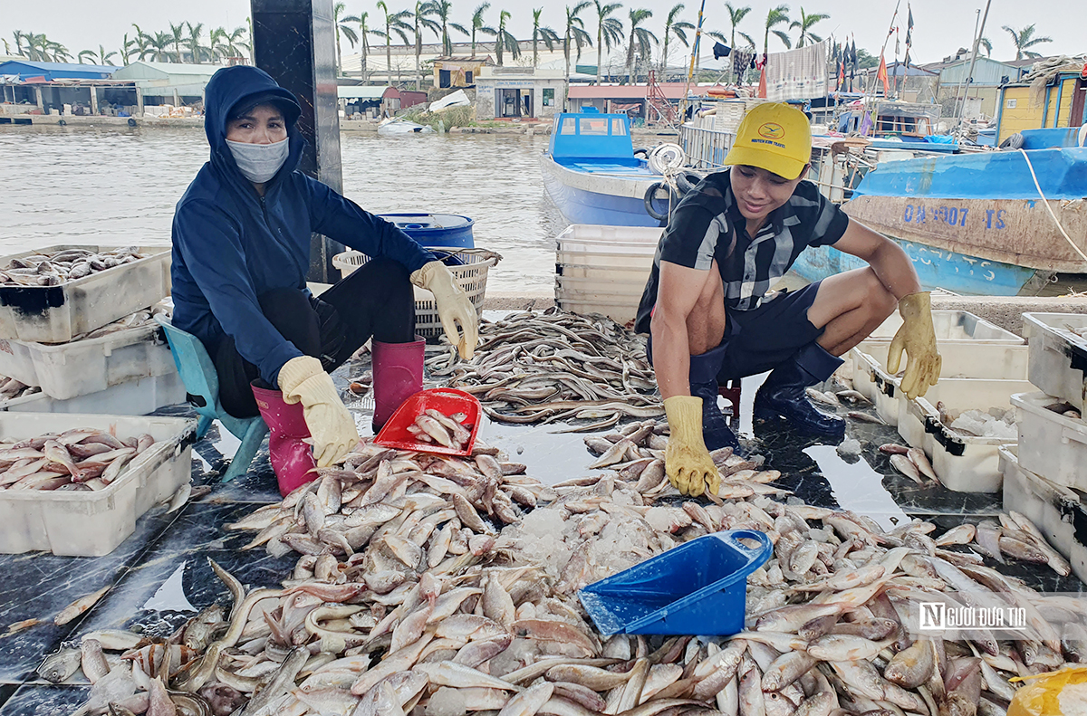 Đi biển sau bão, ngư dân Đồ Sơn bán hải sản đắt gấp đôi- Ảnh 1.