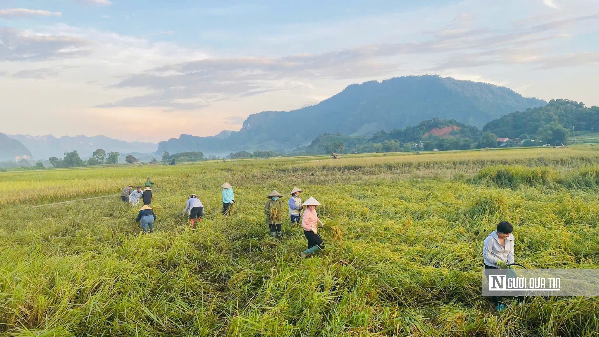 Tuyên Quang: Thầy cô lội ruộng gặt lúa, hỗ trợ khắc phục hậu quả sau bão số 3- Ảnh 1.