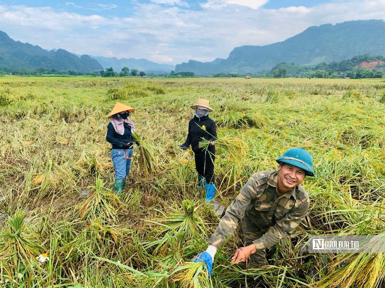 Tuyên Quang: Thầy cô lội ruộng gặt lúa, hỗ trợ khắc phục hậu quả sau bão số 3- Ảnh 5.