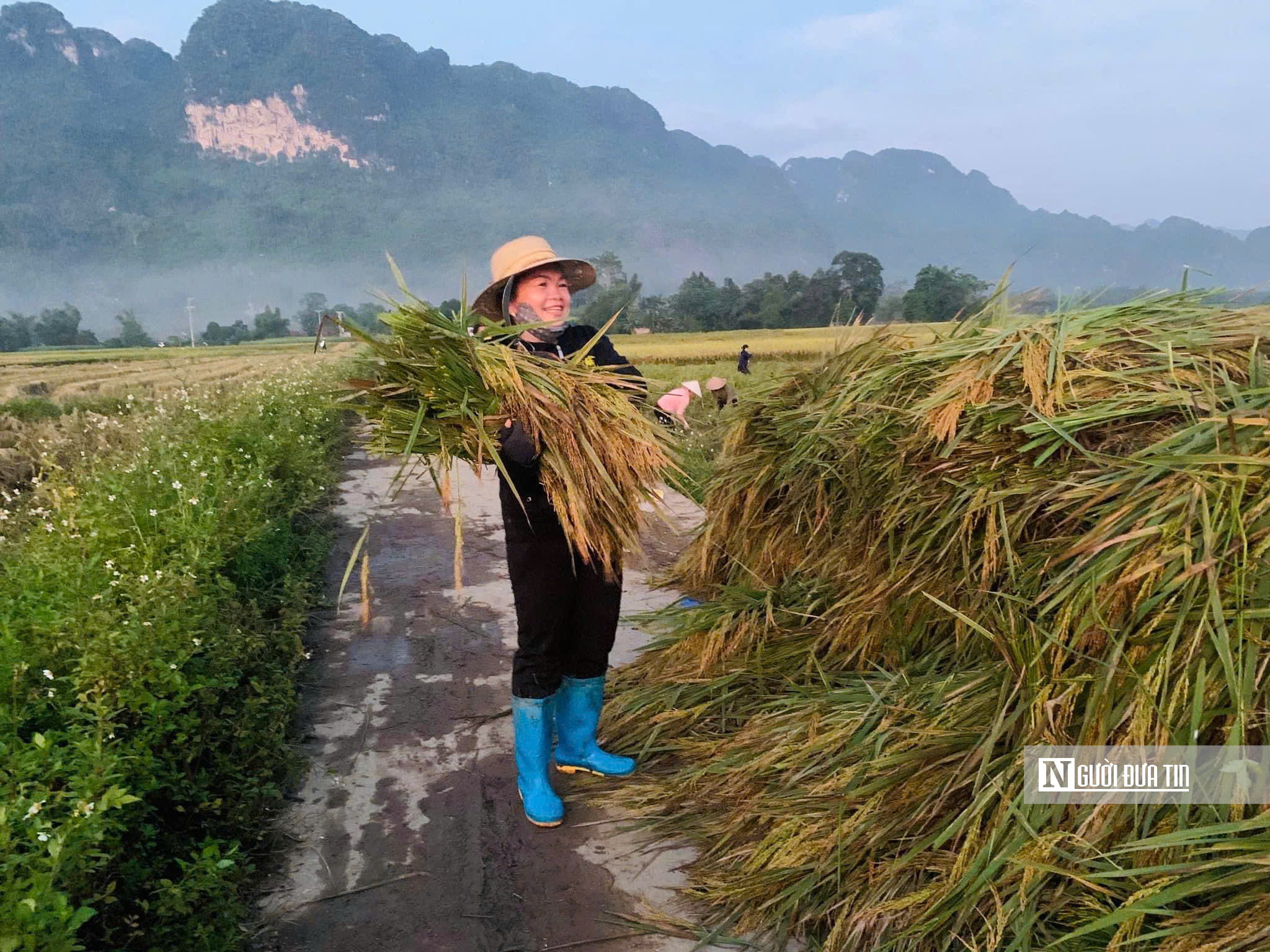 Tuyên Quang: Thầy cô lội ruộng gặt lúa, hỗ trợ khắc phục hậu quả sau bão số 3- Ảnh 15.