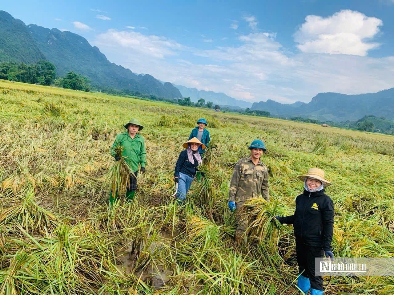 Tuyên Quang: Thầy cô lội ruộng gặt lúa, hỗ trợ khắc phục hậu quả sau bão số 3- Ảnh 10.