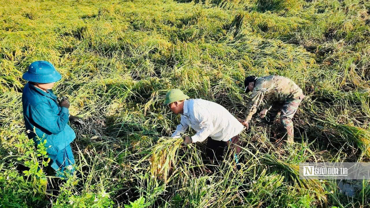 Tuyên Quang: Thầy cô lội ruộng gặt lúa, hỗ trợ khắc phục hậu quả sau bão số 3- Ảnh 2.