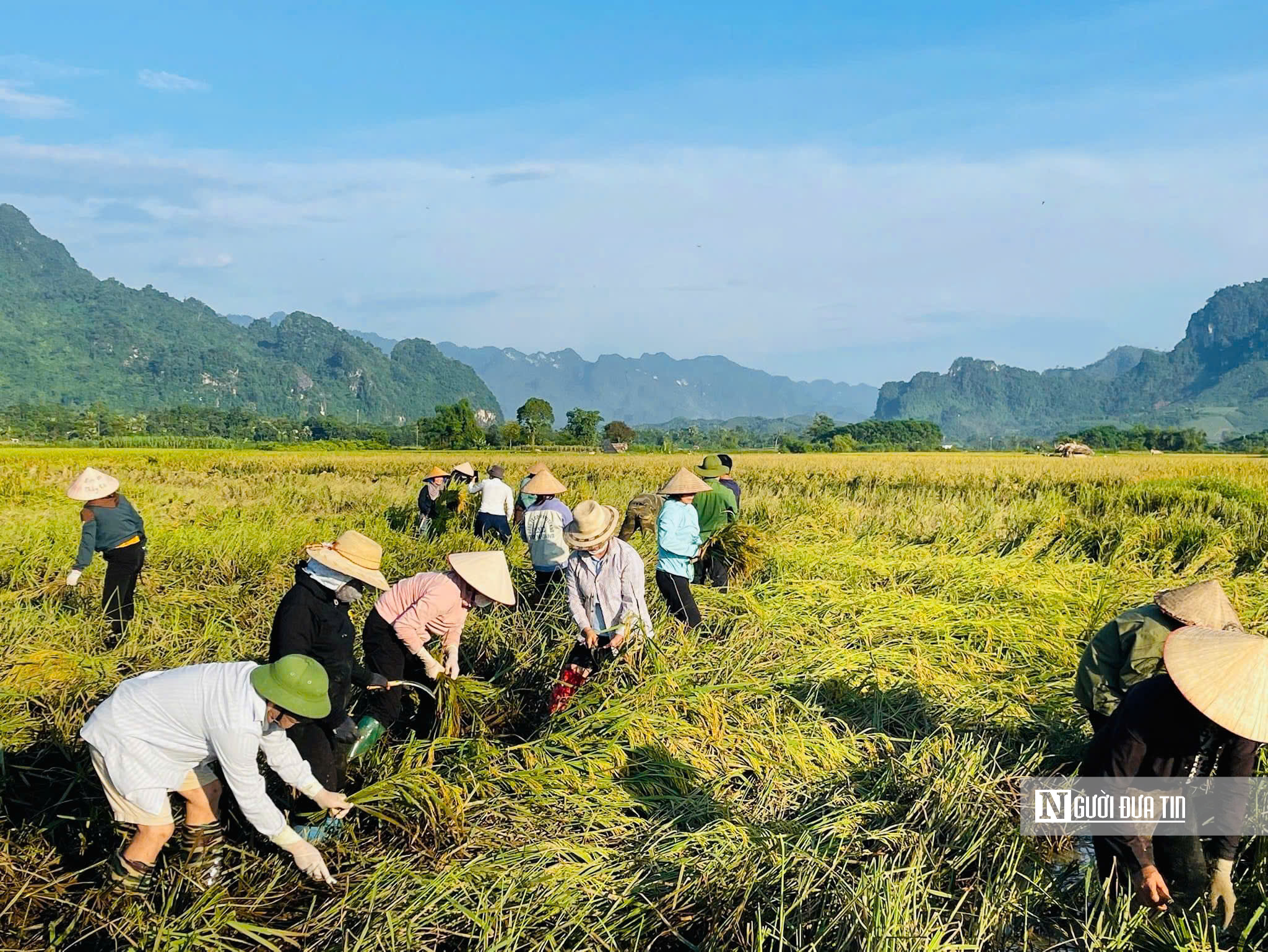 Tuyên Quang: Thầy cô lội ruộng gặt lúa, hỗ trợ khắc phục hậu quả sau bão số 3- Ảnh 4.