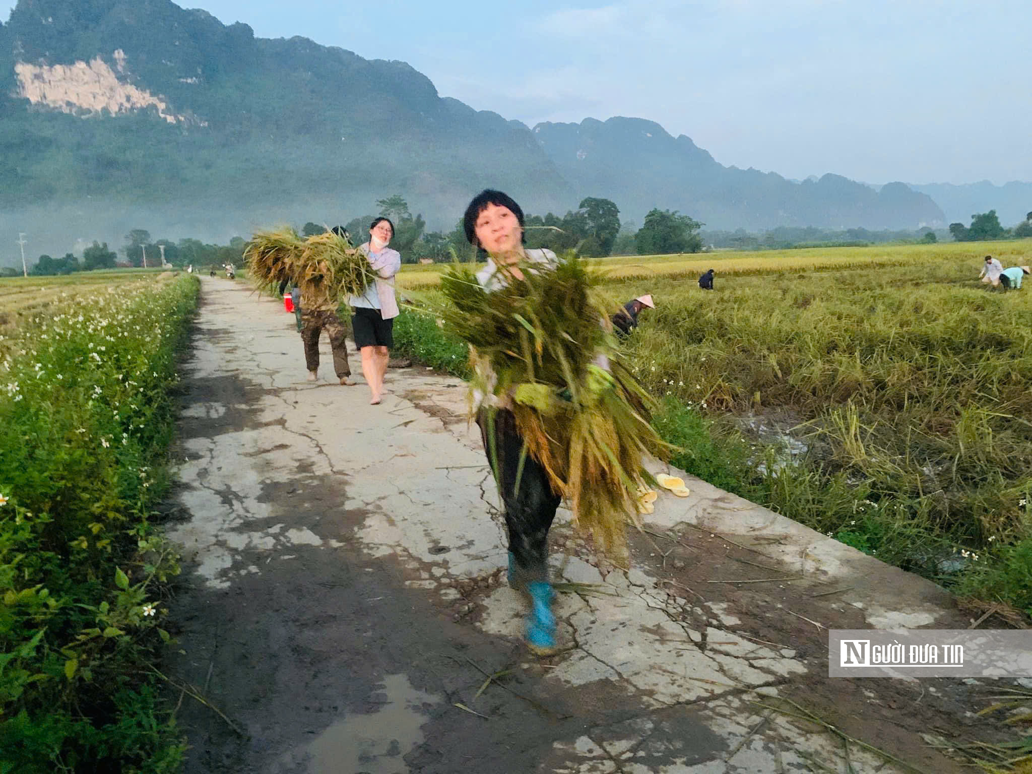 Tuyên Quang: Thầy cô lội ruộng gặt lúa, hỗ trợ khắc phục hậu quả sau bão số 3- Ảnh 14.