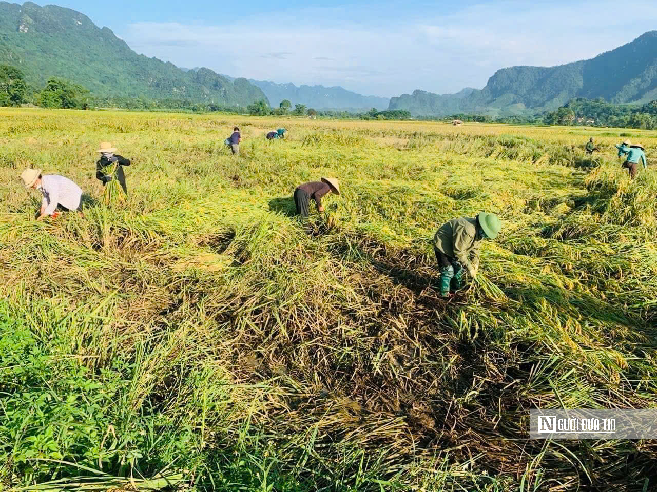 Tuyên Quang: Thầy cô lội ruộng gặt lúa, hỗ trợ khắc phục hậu quả sau bão số 3- Ảnh 6.