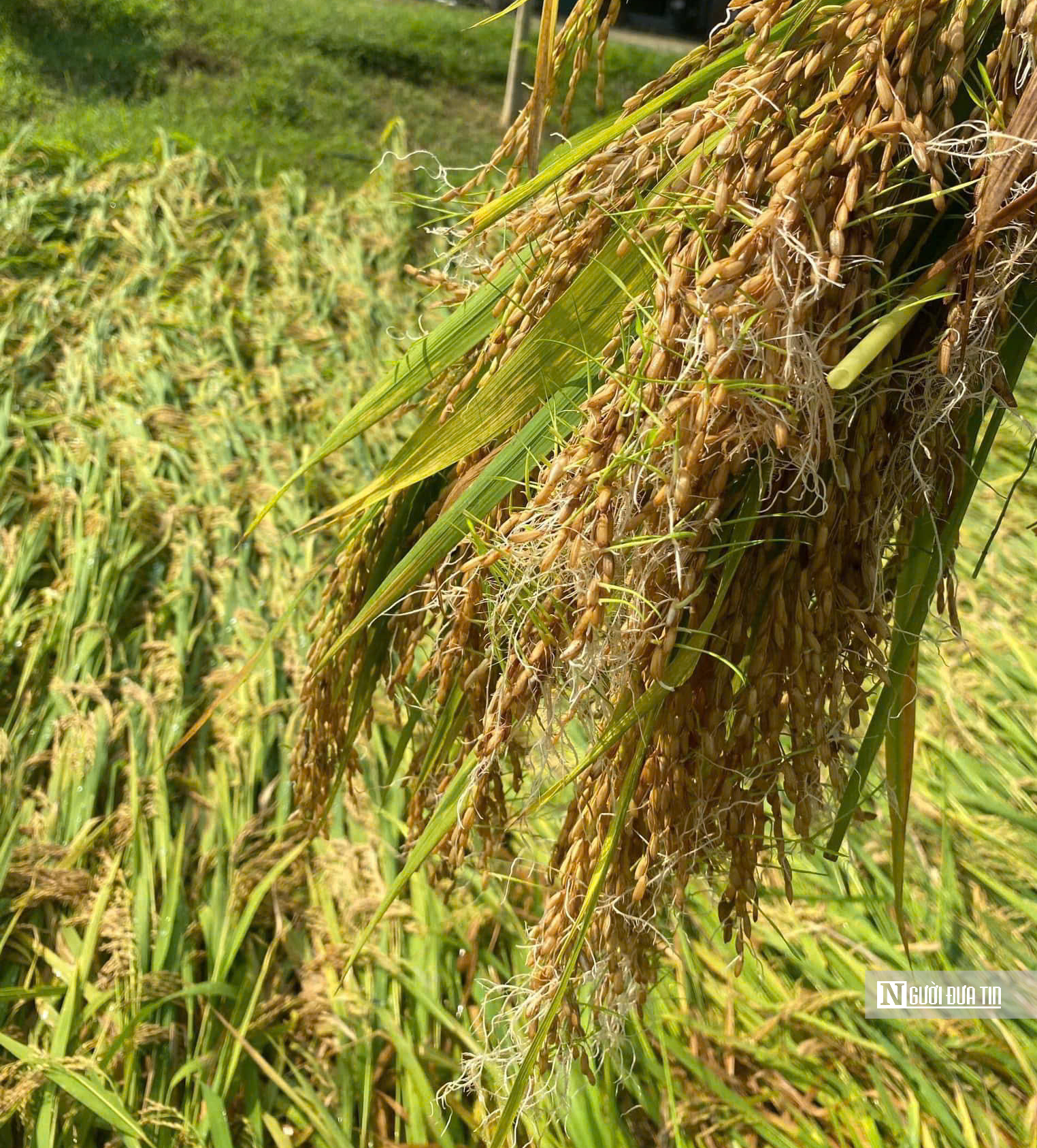 Tuyên Quang: Thầy cô lội ruộng gặt lúa, hỗ trợ khắc phục hậu quả sau bão số 3- Ảnh 3.