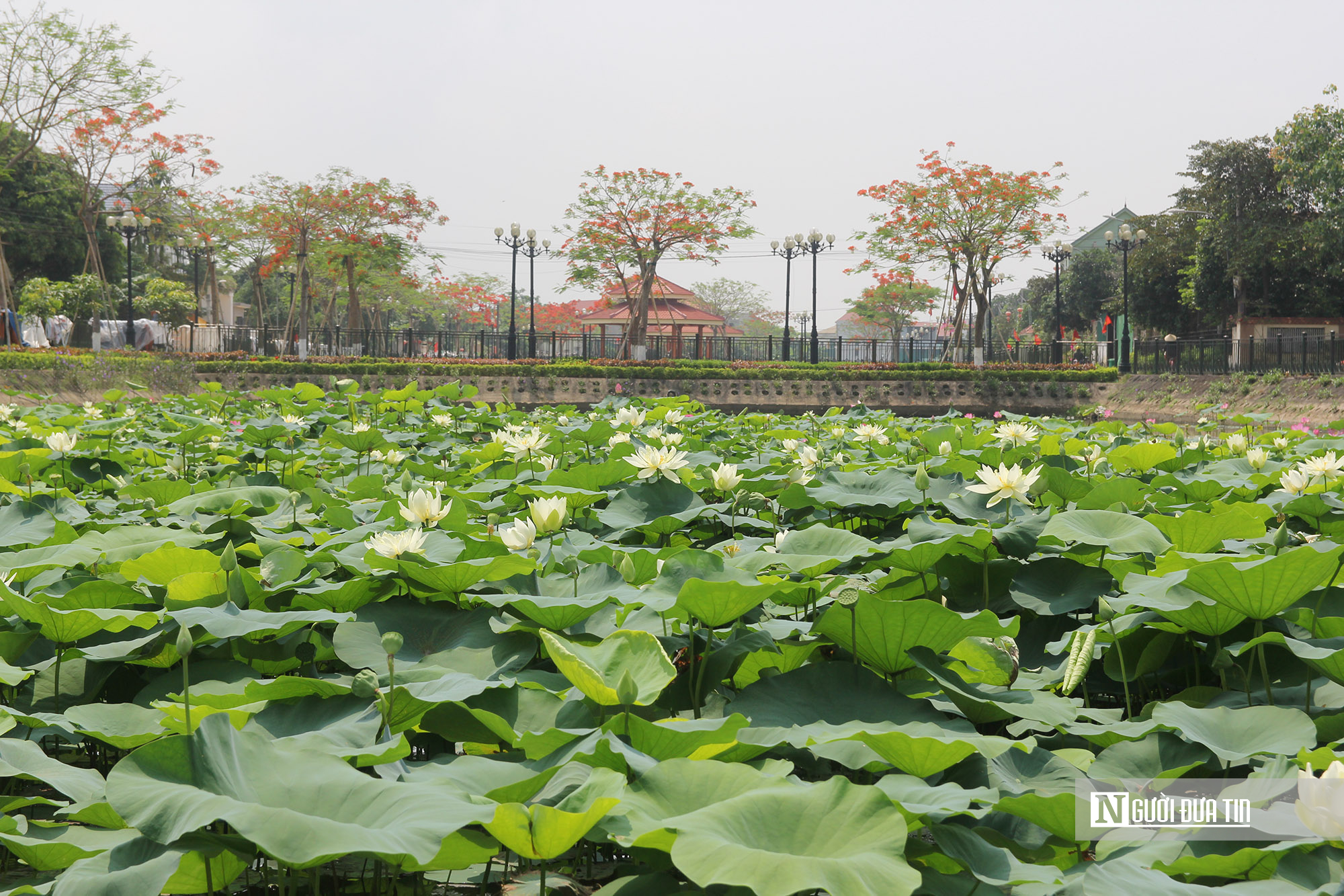 Chàng trai xứ Nghệ đưa “hương sen” quê Bác vươn ra thế giới- Ảnh 1.