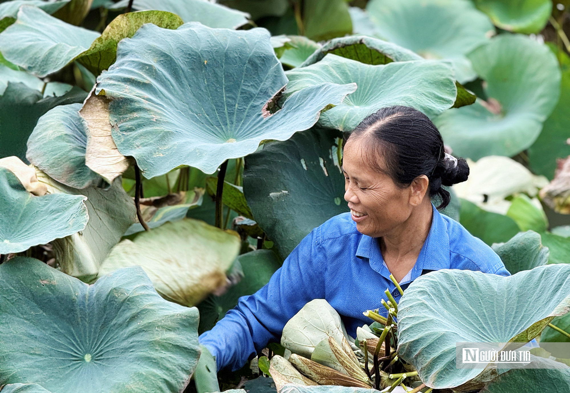 Chàng trai xứ Nghệ đưa “hương sen” quê Bác vươn ra thế giới- Ảnh 2.