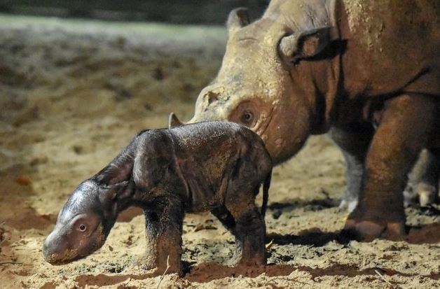 Loài vật quý hiếm bậc nhất hành tinh, cả thế giới còn chưa đến 50 cá thể- Ảnh 1.