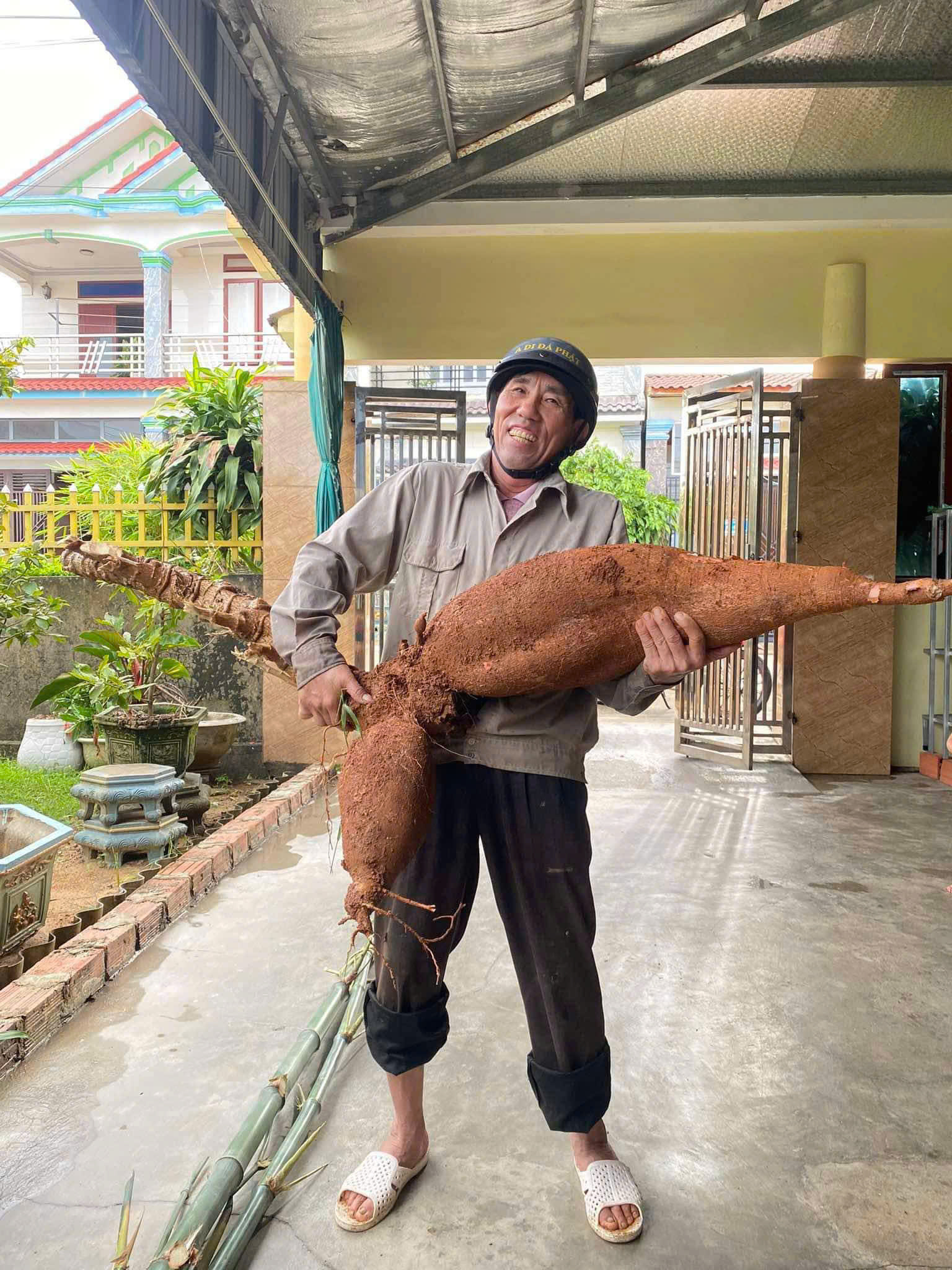 Hà Tĩnh: Người nông dân đào được củ sắn nặng 25kg- Ảnh 1.