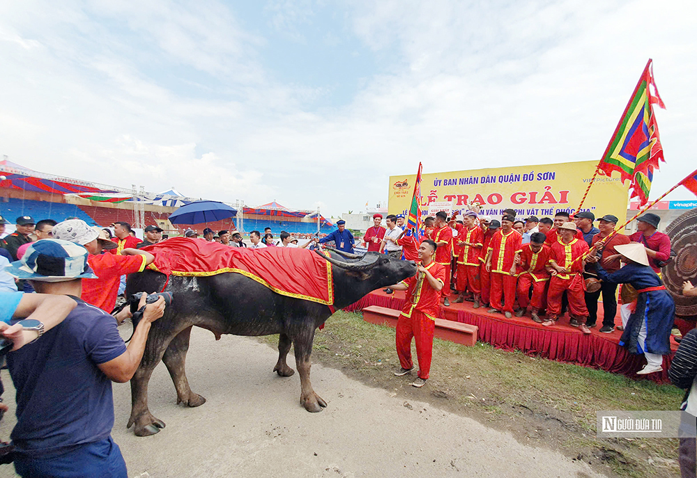 Thịt trâu chọi vô địch Lễ hội chọi trâu Đồ Sơn 2024 được bán với giá 5 triệu đồng/kg- Ảnh 1.