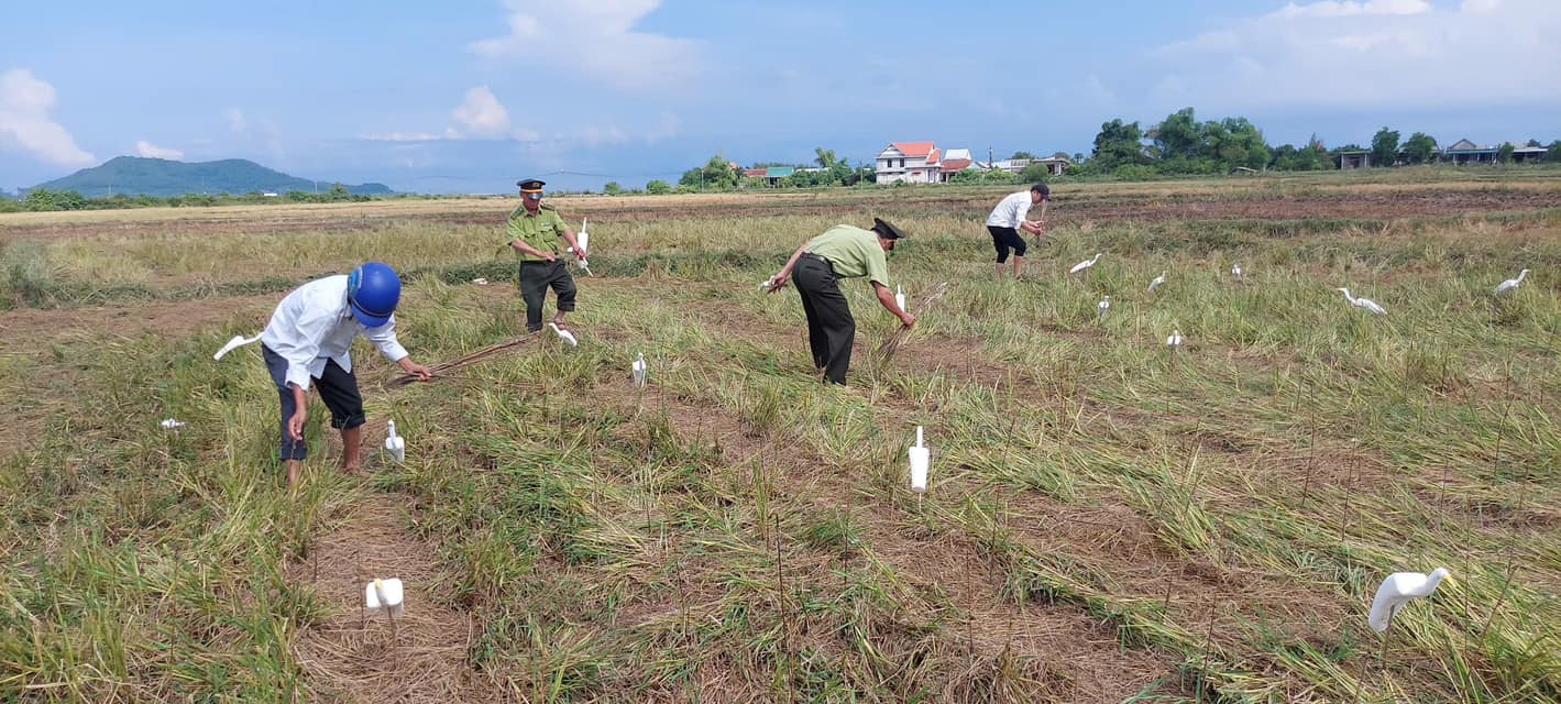 Mãn nhãn với cảnh đàn cò chao lượn trên những dải rừng ngập mặn ở Huế- Ảnh 6.