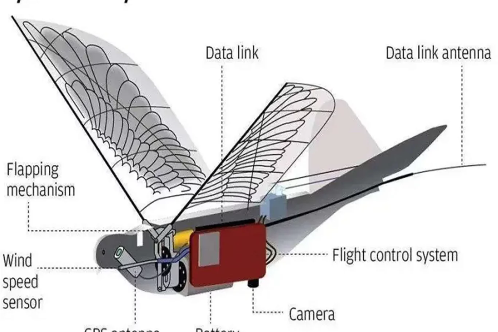 UAV trinh sát vỗ cánh như chim thật: Khả năng ngụy trang hoàn hảo- Ảnh 2.