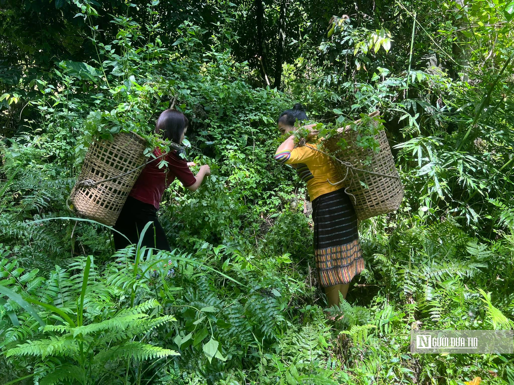 Hành trình xây dựng thương hiệu OCOP Nghệ An – Kỳ 1: Khai phá tiềm năng sản vật địa phương- Ảnh 1.