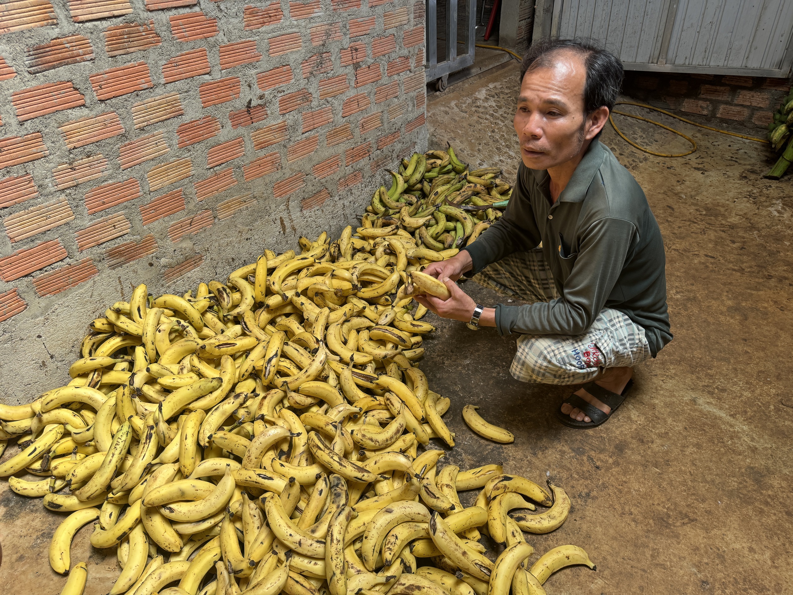 Bỏ làm kỹ sư, lão nông nuôi con "ăn quả trả vàng", thu 50 triệu đồng/tháng- Ảnh 3.