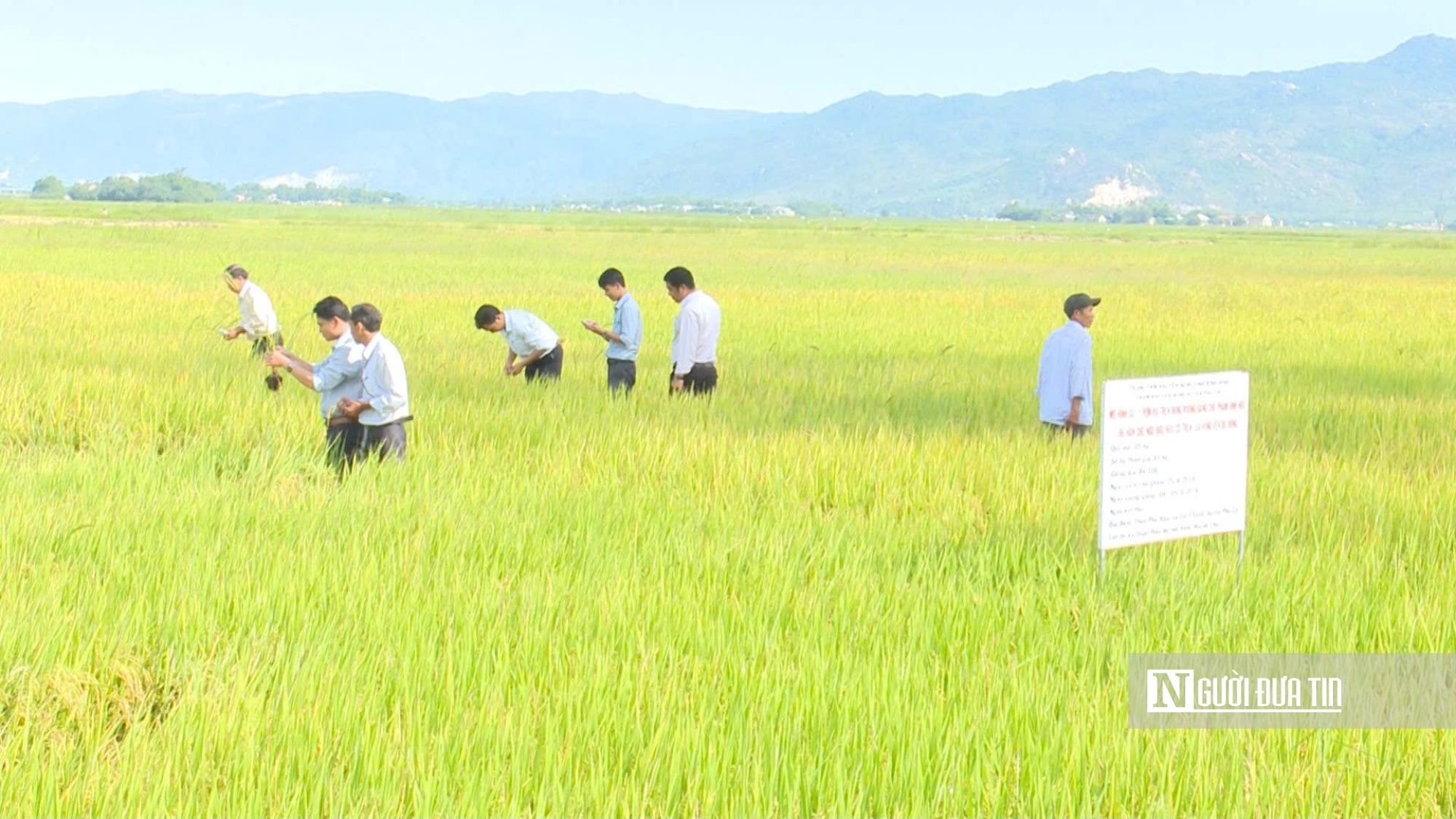 Các mô hình sản xuất lúa theo tiêu chuẩn VietGAP góp phần nâng cao năng suất, sản lượng cho nông dân theo tiêu chí sản xuất trong xây dựng nông thôn mới. Ảnh: Lê Nguyễn