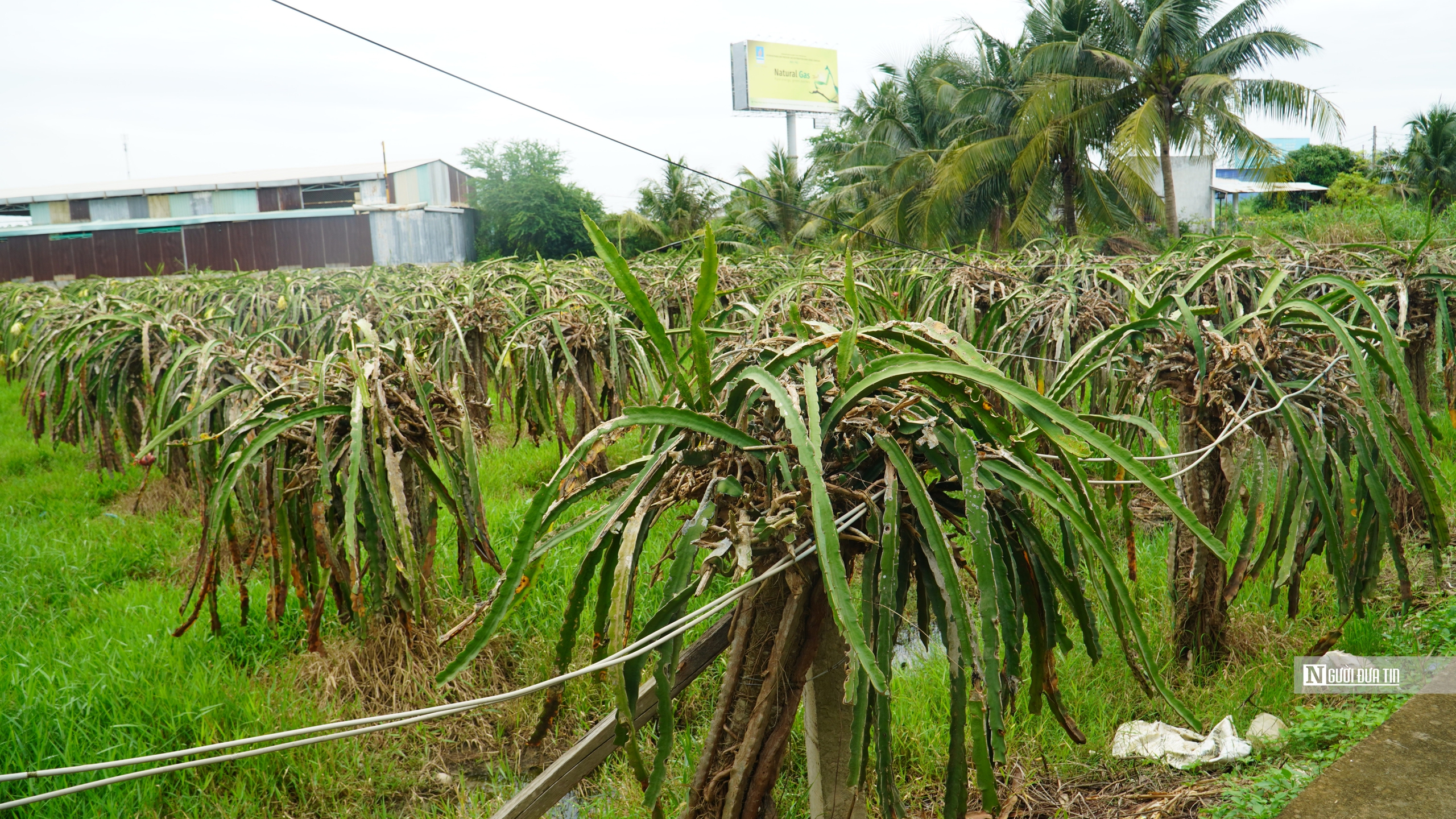 Bình Thuận: Người dân trồng thanh long mong chờ kinh phí hỗ trợ- Ảnh 1.