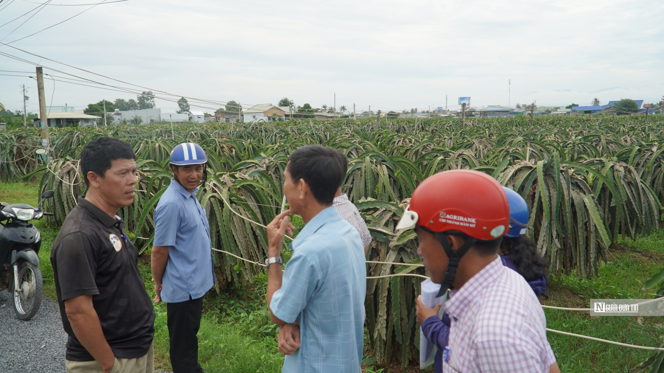 Bình Thuận: Người dân trồng thanh long mong chờ kinh phí hỗ trợ- Ảnh 5.