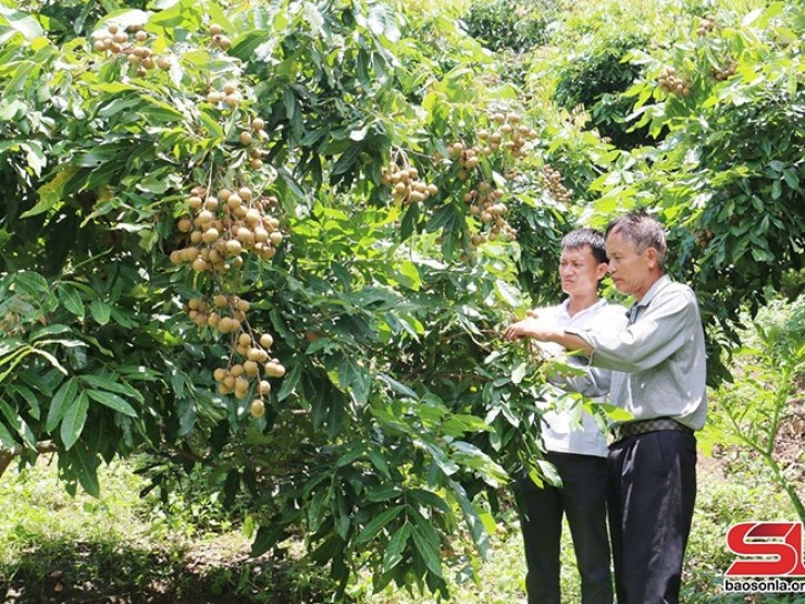 Nhân rộng các mô hình kinh tế